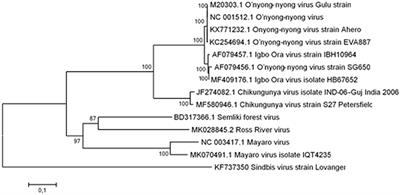 Mismatch Amplification Mutation Assays of Chikungunya Virus and O'nyong-Nyong Virus; A Simple and Reliable Method for Surveillance and Identification of Emerging Alphaviruses
